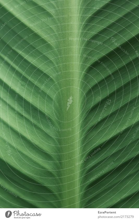 h Environment Nature Plant Leaf Foliage plant Garden Line Green Colour Hosta Structures and shapes Colour photo Exterior shot Close-up Detail Pattern Deserted