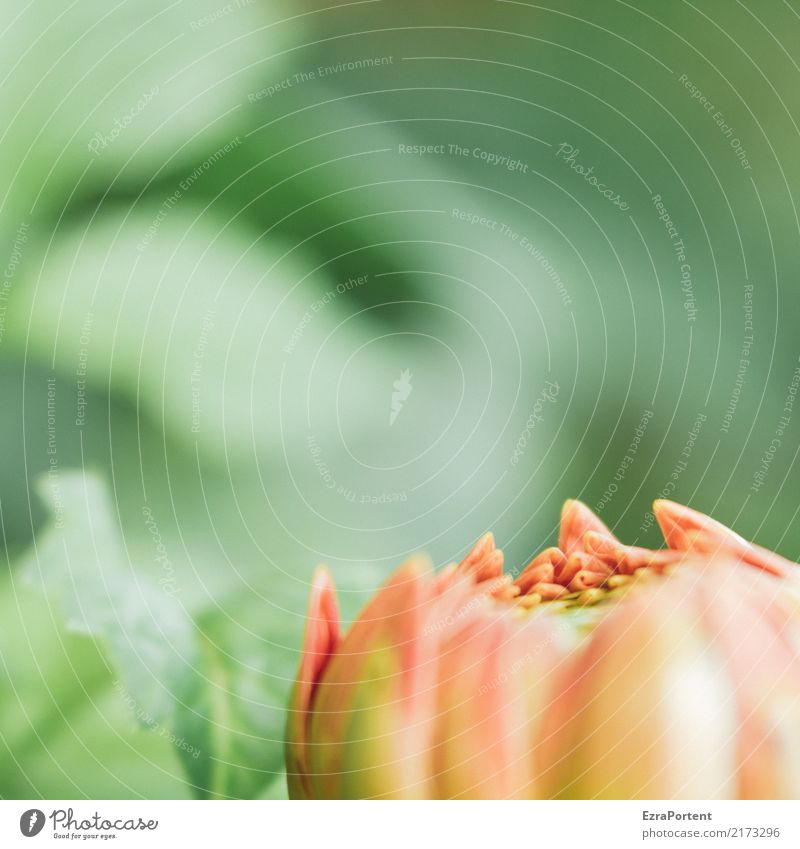 d Environment Nature Plant Flower Leaf Blossom Garden Blossoming Natural Green Orange Pink Colour Dahlia Bud Blossom leave Colour photo Exterior shot Close-up