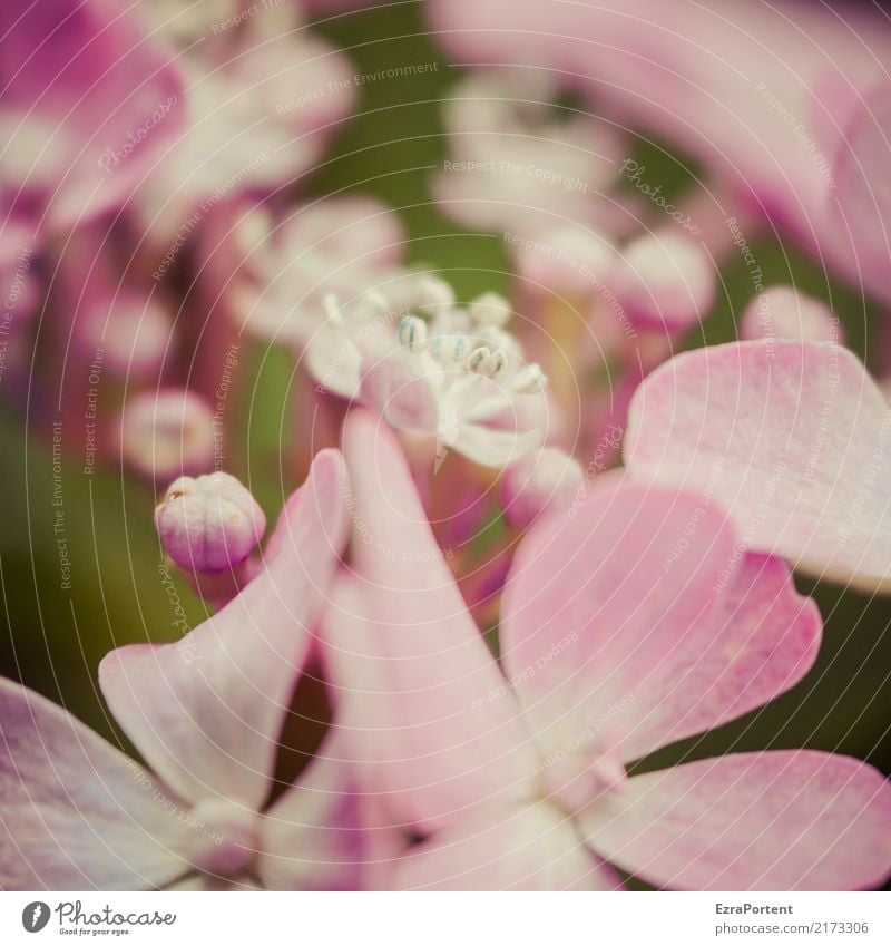 h Environment Nature Plant Flower Blossom Garden Natural Pink Esthetic Colour Hydrangea Hydrangea blossom Bud Blossom leave Blur Botany Colour photo