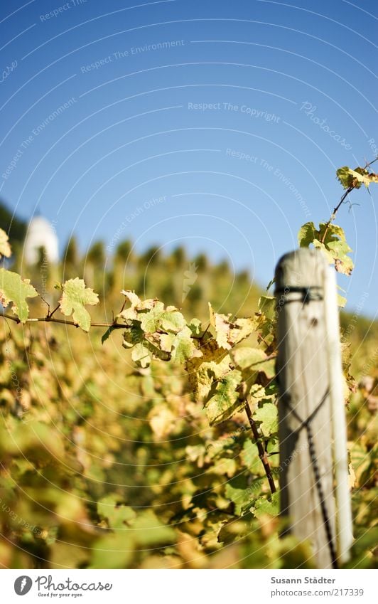 Riesling Cloudless sky Autumn Beautiful weather Garden Field Fresh Wine growing Vine leaf expensive Wooden stake Wackerbarth Castle Vineyard Harvest Autumnal