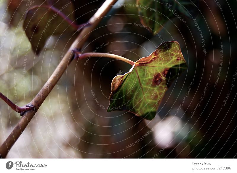 ivy Life Nature Autumn Ivy Brown Green Leaf Colour photo Exterior shot Close-up blurriness Shallow depth of field Twig Deserted Long shot Change Early fall