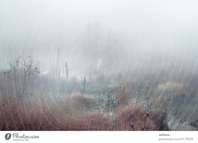 Fog in the moor Environment Nature Landscape Autumn Bog Marsh Moor lake Natural Plant Morning fog Grass Bushes Water Calm Subdued colour