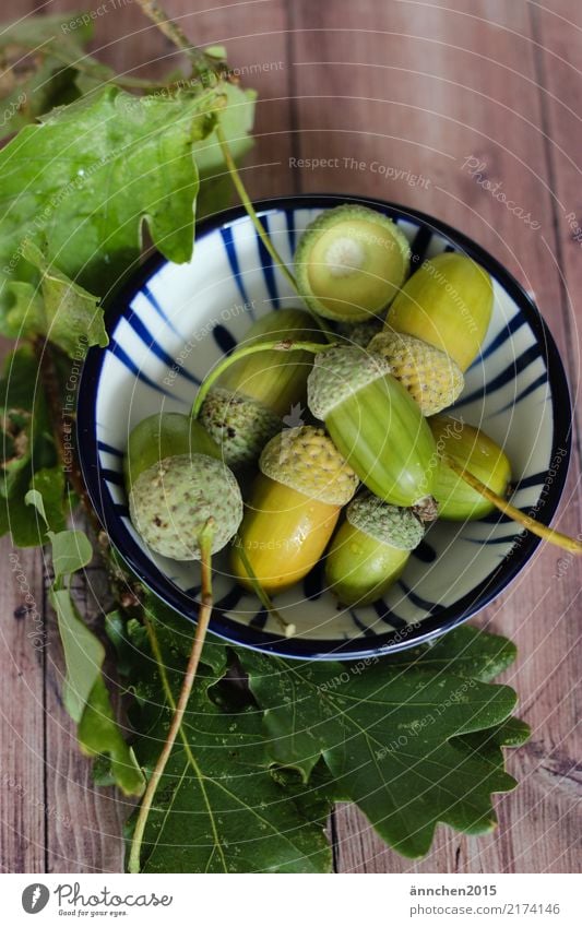 green acorns lie in a small bowl Acorn Autumn Nature Colour photo Leaf Shallow depth of field Day Autumnal Oak tree Green amass fruits Forest shell Decoration