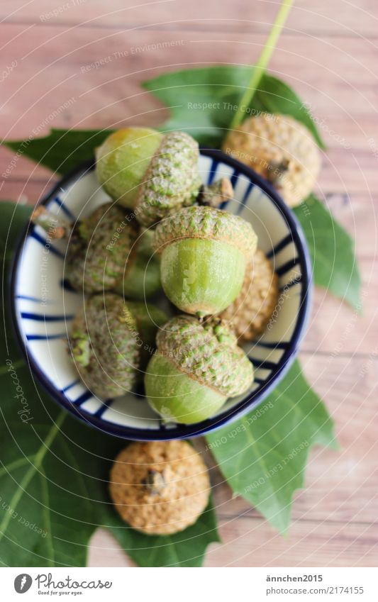 Acorns collect I Bowl Autumn amass Handicraft Forest Nature Tree Hat Leaf Green Brown