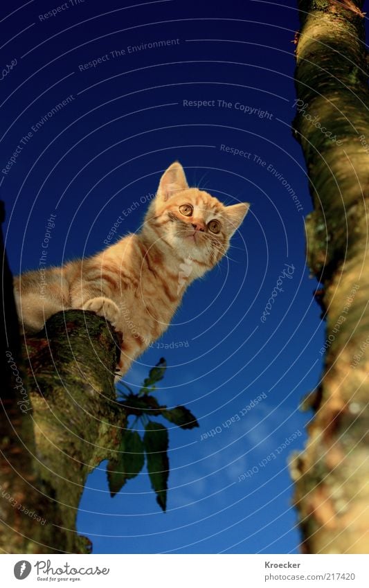 sputnik Sky Beautiful weather Tree Animal Pet Cat 1 Think Blue Brown Brave Love of animals Wisdom Smart Loneliness Blue sky Cloudless sky Tree trunk Looking