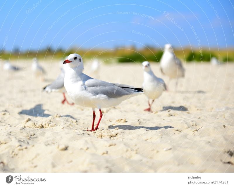 white gull walks along the sandy beach Freedom Summer Sun Beach Ocean Nature Landscape Animal Sand Sky Coast Bird Group of animals Natural Wild Blue Red Black