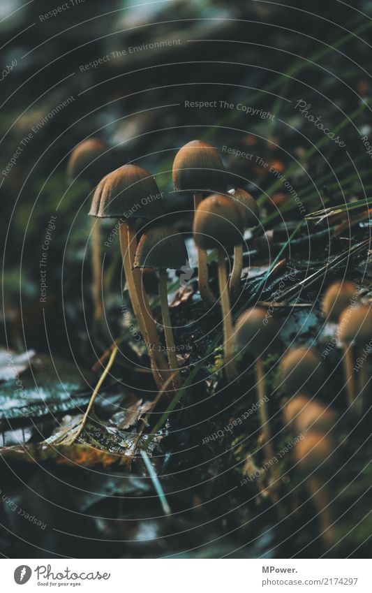 mushrooms Environment Nature Plant Forest Cold Mushroom Woodground Leaf Autumn Detail Colour photo Exterior shot Deserted Shadow Low-key Shallow depth of field