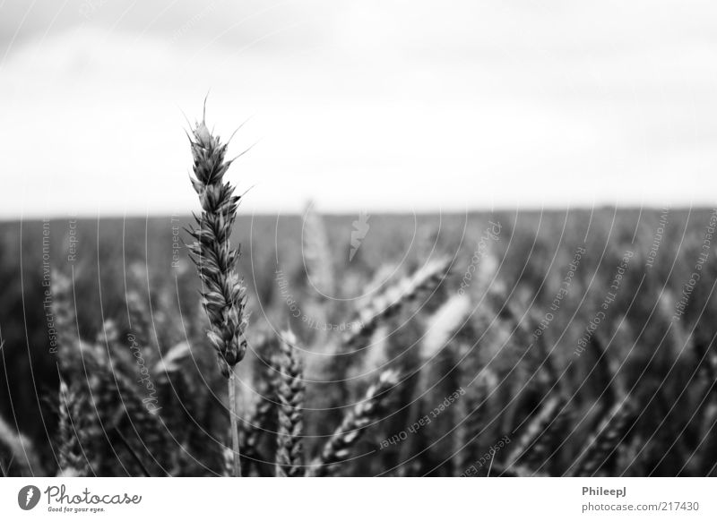 Corn Environment Nature Plant Summer Field Poverty Discover Freedom Infinity Black & white photo Exterior shot Close-up Abstract Deserted Morning Day Light