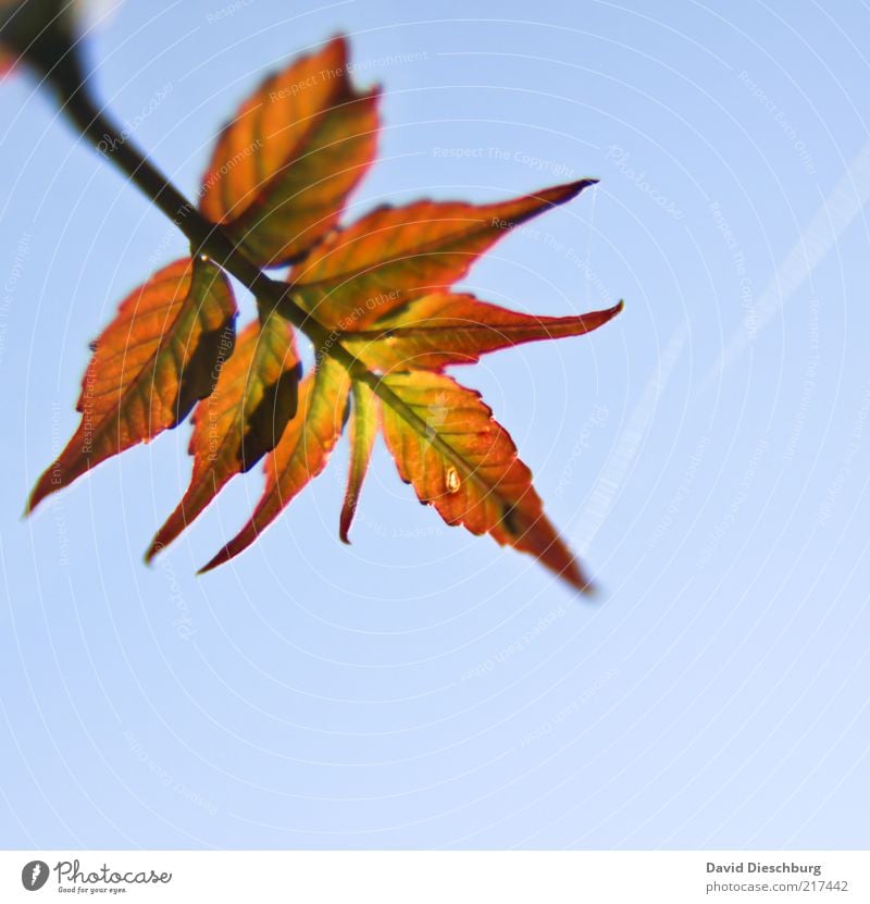 A brilliant autumn Nature Plant Air Cloudless sky Autumn Beautiful weather Leaf Blue Autumnal Autumnal colours Orange Autumn leaves Early fall Diagonal Rachis