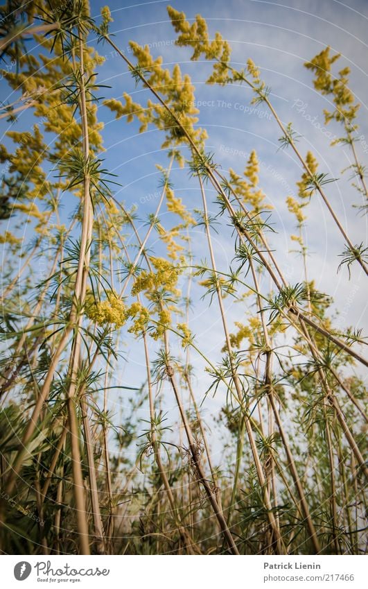 summer again Environment Nature Plant Elements Air Sky Cloudless sky Summer Climate Weather Beautiful weather Flower Bushes Leaf Foliage plant Wild plant