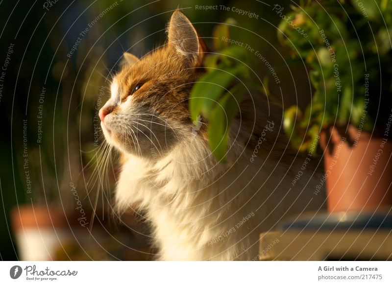 schnippsi Animal Pet Cat Pelt 1 Relaxation To enjoy Looking Wait Friendliness Beautiful White Serene Plant Orange Sunbathing Purr Whisker Domestic cat Flowerpot