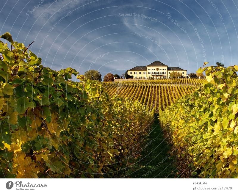 Golden Rhine District Nature Landscape Field Johannisberg castle Rheingau Tourist Attraction Long Yellow Green Vineyard Grape harvest Prince Metternich