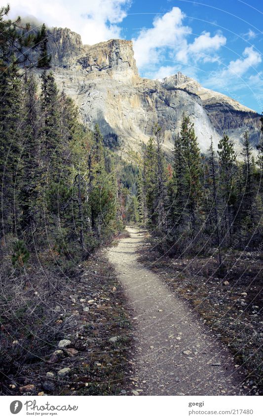 Path found Nature Landscape Plant Sky Clouds Summer Autumn Beautiful weather Tree Forest Rock Mountain Peak Canada Lanes & trails Stone Colour photo