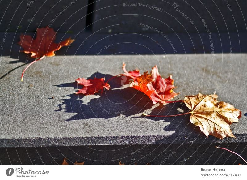 Autumn is approaching step by step Nature Beautiful weather Tree Leaf Stairs Lanes & trails Lie Old Esthetic Dry Gray Red Climate Colour photo Copy Space right