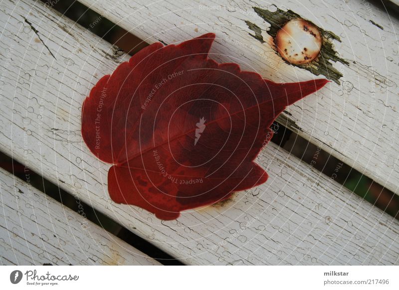 Ivy leaf on white park bench 3 Nature Plant Autumn Wood To dry up Esthetic Dark Point Red Calm Colour photo Subdued colour Exterior shot Close-up Day Contrast