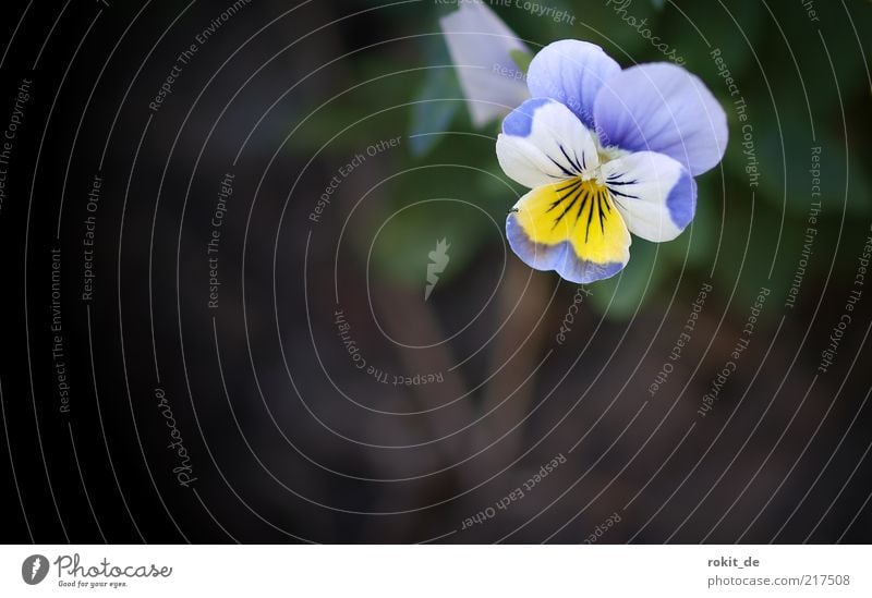 Who finds them... Nature Plant Fresh Blue Yellow White Forget-me-not Blossom Vignetting Flower Macro (Extreme close-up) Close-up Multicoloured Individual