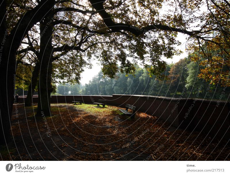 Autumn leaves Tree Back-light Exterior shot Branch Leaf Gold Bench Wall (barrier) Peaceful Longing Relaxation Break To enjoy Afternoon Sunbeam Leaf canopy