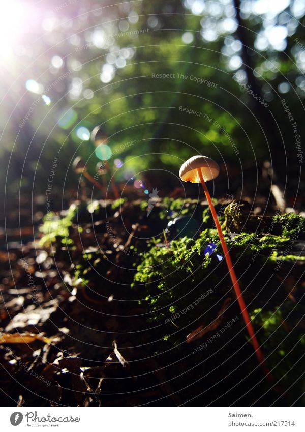 sun worshippers Environment Nature Landscape Plant Earth Sun Sunrise Sunset Sunlight Autumn Beautiful weather Moss Mushroom Mushroom cap Forest To enjoy Elegant