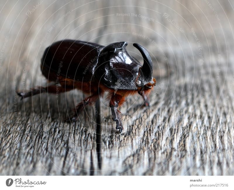 the beetle with that certain something Nature Animal Beetle 1 Brown Wood backing Texture of wood Antlers Disgust Leg of a beetle European rhinoceros beetle