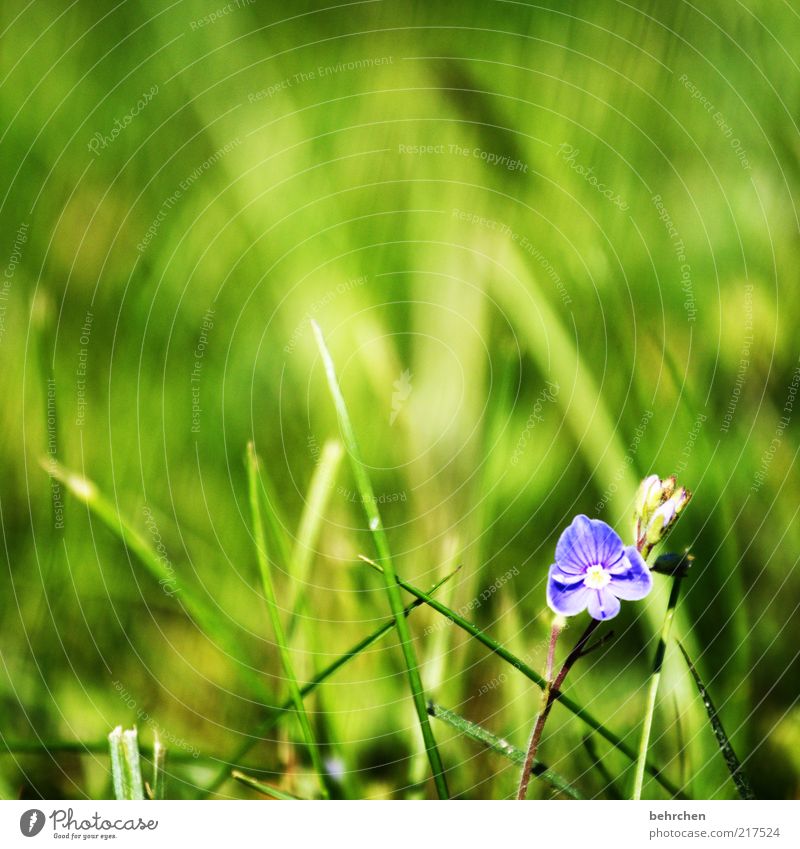 so small, so special Environment Nature Landscape Plant Spring Summer Beautiful weather Flower Grass Blossoming Green Patient Calm Hope Blade of grass Growth