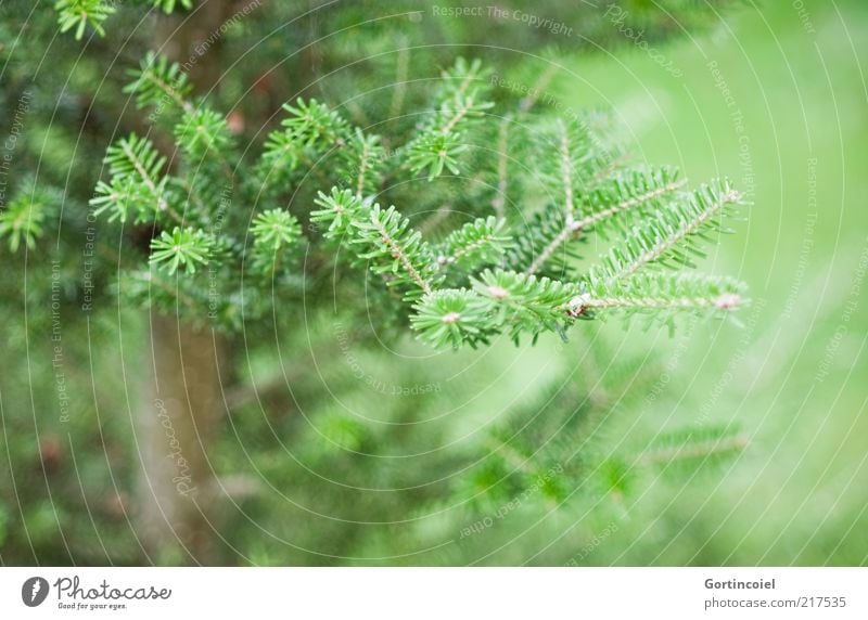 always green Environment Nature Winter Plant Tree Green Fir tree Fir branch Fir needle Coniferous trees Colour photo Subdued colour Exterior shot