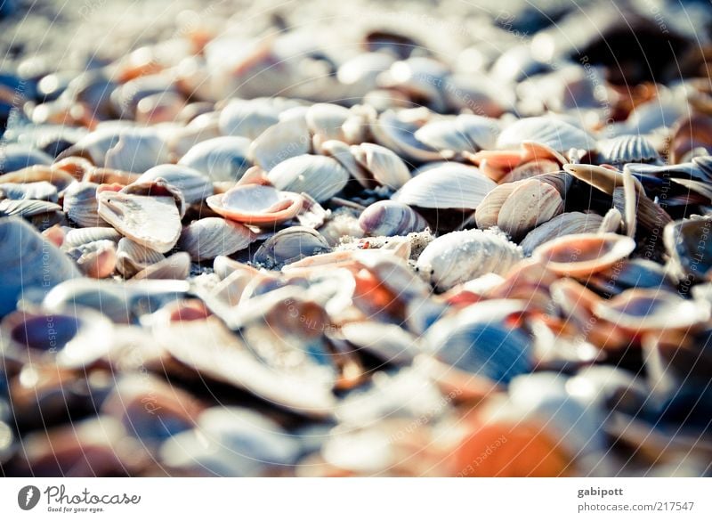 a great many Environment Nature Beautiful weather Coast Beach Joie de vivre (Vitality) Multicoloured Many Mussel Sand North Sea North Sea coast Difference