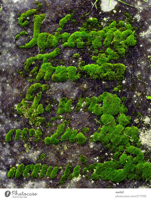 Death and Life Plant Moss Growth Old Under Calm Grief Pain End Hope Divide Past Transience Grave Tomb Tombstone Cemetery Eternity Lose Characters