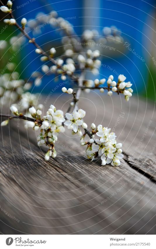 odor Beautiful Harmonious Well-being Contentment Senses Relaxation Calm Meditation Fragrance Touch White Humanity Solidarity To console Grateful Attentive