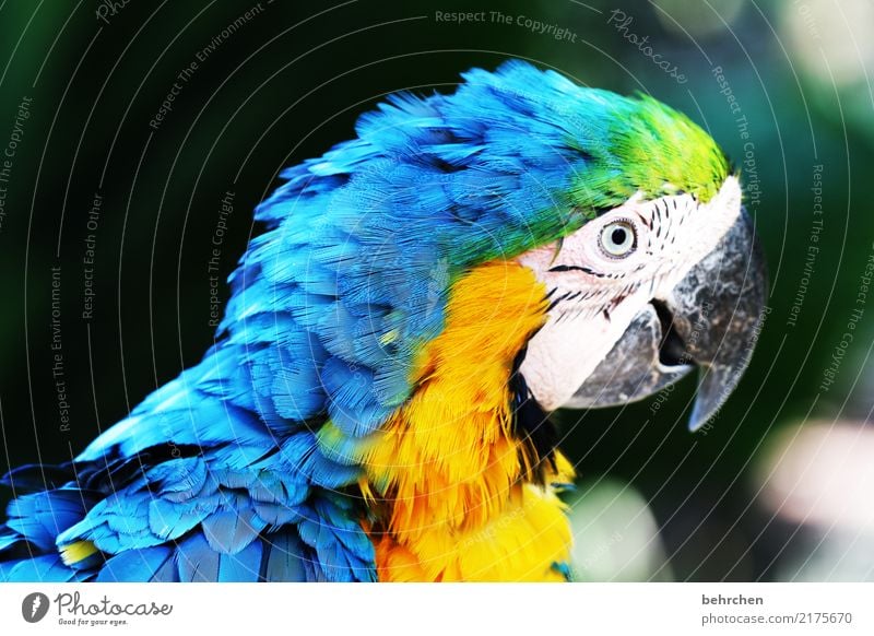 You've got a bird! Vacation & Travel Tourism Trip Adventure Far-off places Safari Nature Animal Bird Animal face Zoo Metal coil Macaw Parrots 1 Observe