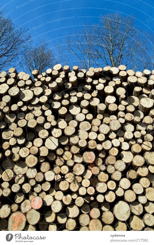 Not seeing the forest for the trees Environment Nature Cloudless sky Tree Forest Esthetic End Idea Life Calm Sadness Transience Change Value Tree trunk Stack