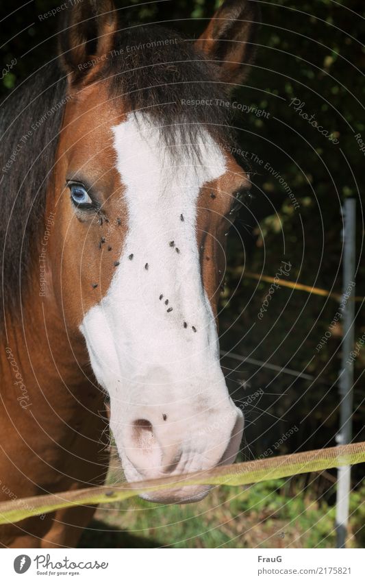 with serenity, which cannot be changed... Nature Pasture Fence Animal Horse Fly Flock Brown White Serene pale Endure bothersome Horse's head Annoy Pasture fence