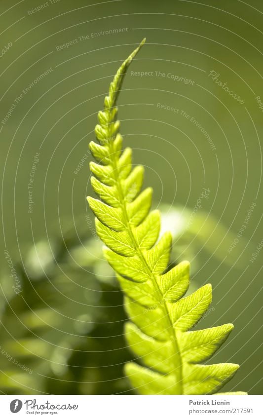 green glow Environment Nature Plant Summer Leaf Foliage plant Wild plant Observe Authentic Elegant Beautiful Moody Fern Green Illuminate Prongs Line