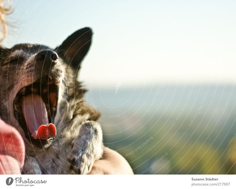 tired. Good night. Good night. Animal Pet Dog Animal face 1 Contentment Warm-heartedness Serene Fatigue Exhaustion Yawn Paw To hold on Tongue Colour photo