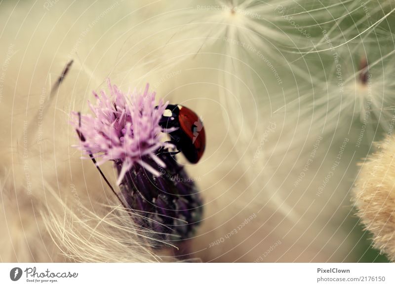 ladybugs Vacation & Travel Tourism Trip Garden Nature Animal Summer Climate Meadow Field Beetle 1 Blossoming Flying Beautiful Red Moody Colour photo