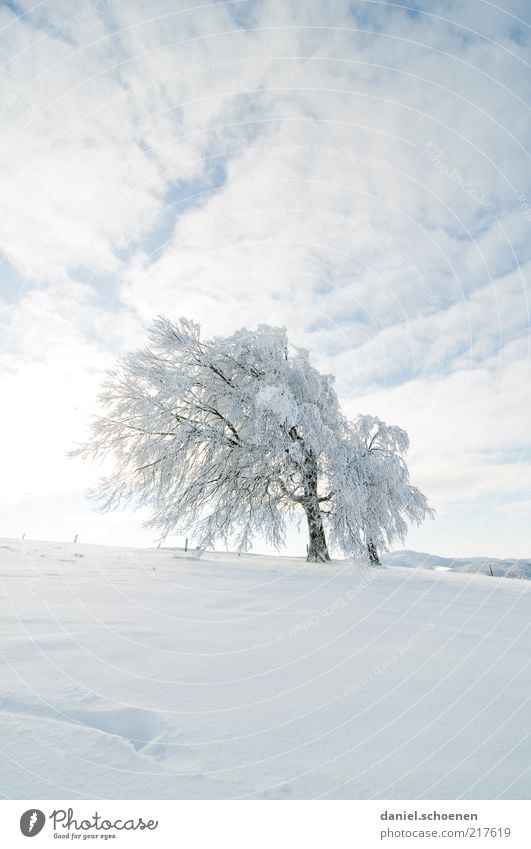 Snow line 500 meters ! Winter Sky Climate Ice Frost Tree Bright Blue White Beech tree Schauinsland Black Forest Deserted Copy Space top Copy Space bottom Light