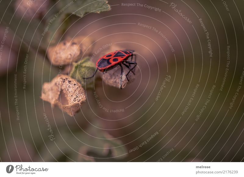 Firebug burns through Environment Nature Summer Beautiful weather Plant Flower Bushes Blossom Field Animal Articulate animals Hemipteron Insect Bug Pests