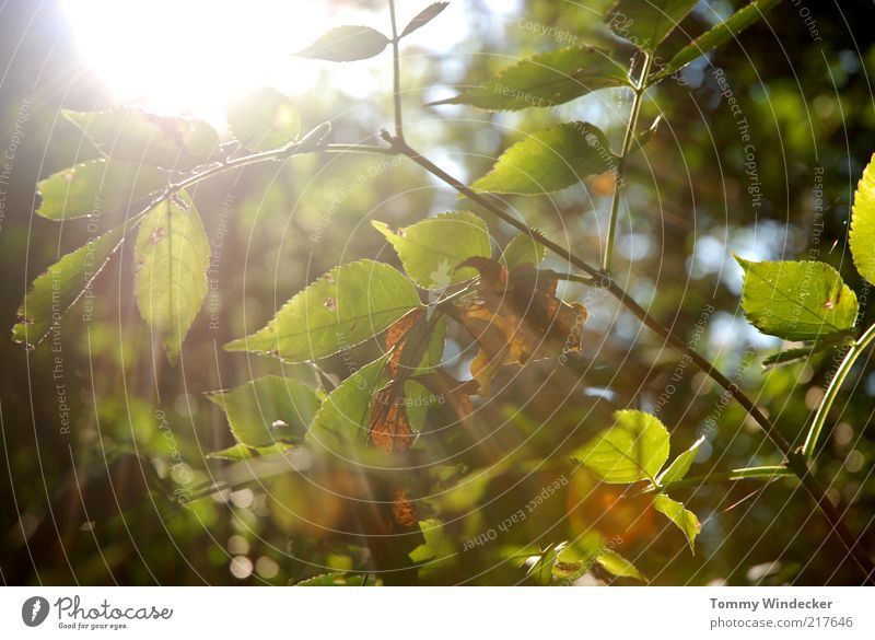 ray of hope Nature Plant Sun Sunlight Autumn Beautiful weather Tree Bushes Leaf Illuminate Warmth Environment Transience Change Seasons Autumn leaves Autumnal