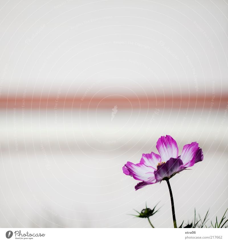 flowers & stripes Plant Flower Blossom White Colour photo Exterior shot Close-up Copy Space top Copy Space left Deserted Stripe Pink Blossom leave Stalk 1