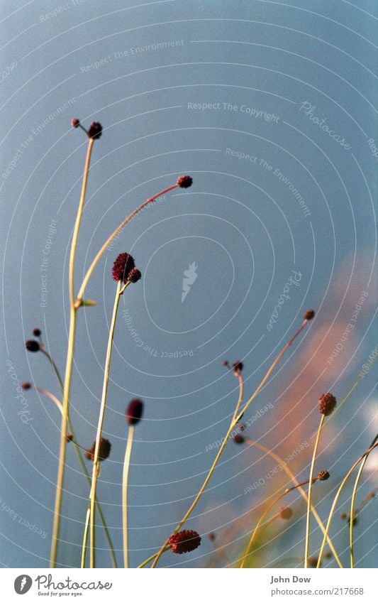 nature's minimalism Summer Nature Sky Plant Grass Blossom Foliage plant Meadow Esthetic Natural Contentment Uniqueness Arrangement Calm Growth Spring fever