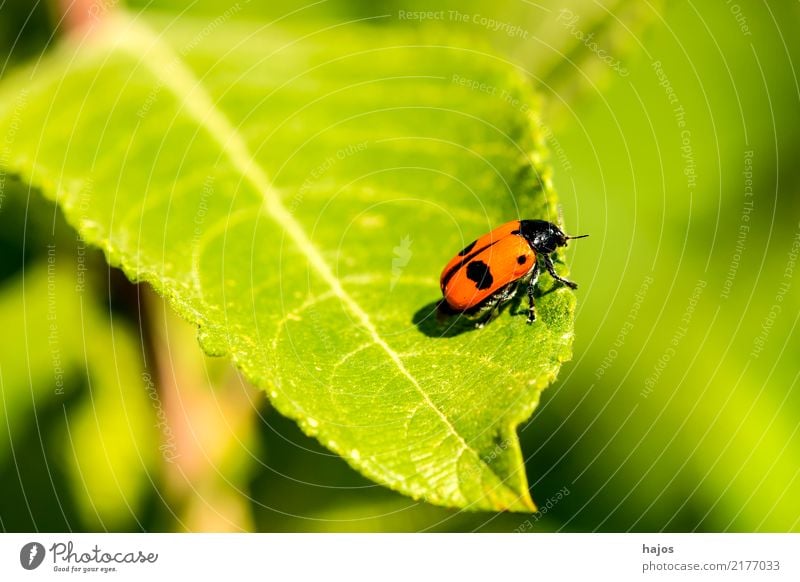 Blood cicada, Cercopsis sanguinolenta on leaf Life Nature Animal Wild animal Beetle Threat Red Black blood jade Blade of grass foam cicada Insect Indigenous