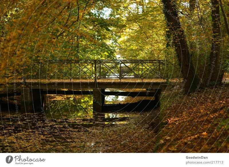 Foliage cover II Environment Nature Park Moody Bridge Brook Reflection Tree Branch Autumn Autumn leaves Colour photo Exterior shot Dawn Contrast