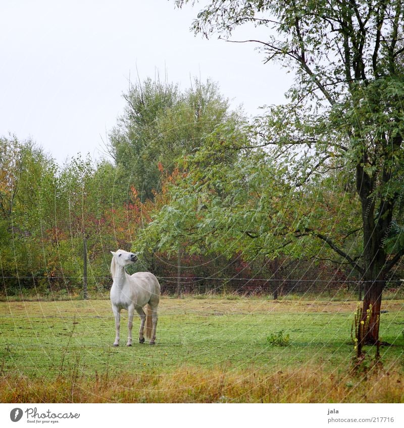 julius autumn Nature Sky Plant Tree Grass Bushes Animal Farm animal Horse 1 Movement Gray (horse) Pasture To feed Elapse White Green Autumn Autumnal