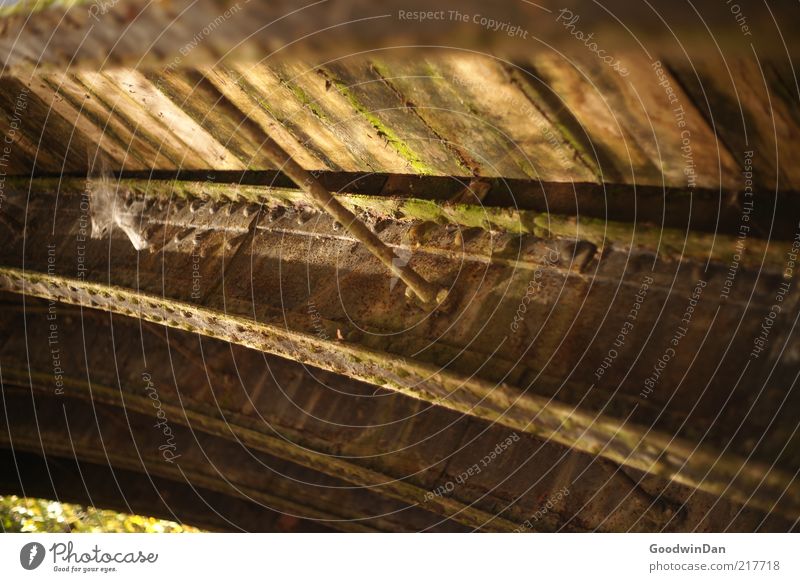 under the bridge Environment Nature Putrid Bridge Reflection Bright Colour photo Exterior shot Deserted Dawn Shallow depth of field Steel carrier Moss Rust