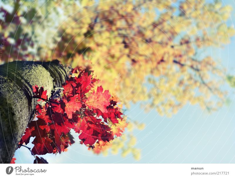 autumn colours Environment Nature Autumn Tree Leaf Autumn leaves Autumnal Autumnal colours Early fall Autumnal weather Exceptional Fresh Gigantic Uniqueness