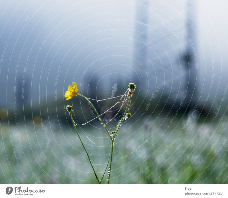 going at the wild emperor Environment Nature Landscape Sky Autumn Plant Flower Grass Foliage plant Meadow Field Cold Fog Dew Water Drops of water