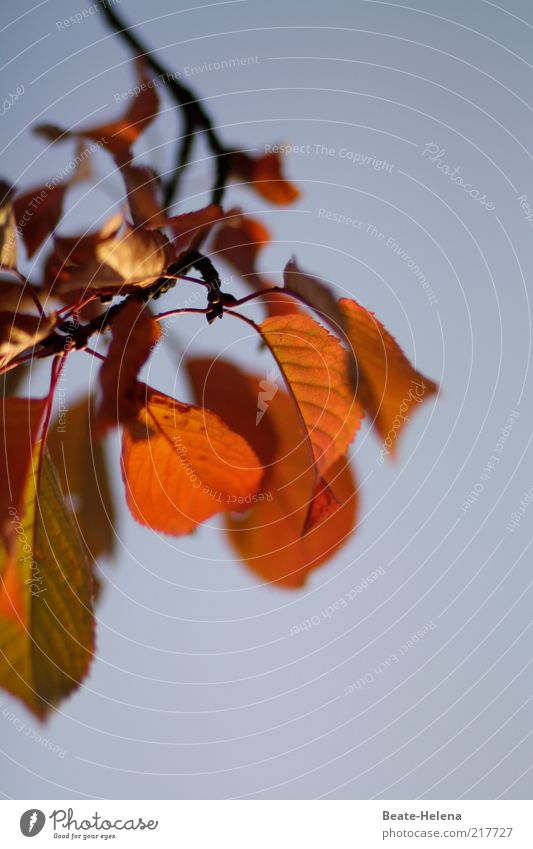 For you it's supposed to rain red autumn leaves Sun Sunlight Autumn Tree To enjoy Natural Beautiful Blue Gold Moody Life Transience Autumnal colours Autumn sky