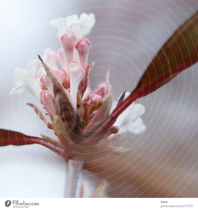 Confused little flower Elegant Beautiful Plant Spring Flower Leaf Blossom Blossoming Growth Esthetic Fragrance Fresh Brown Gray Pink Spring fever Nature Pure