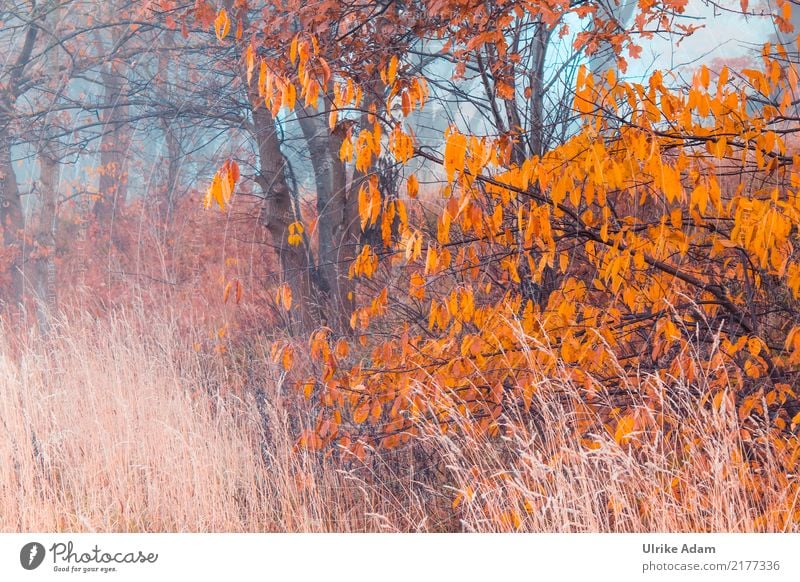 Fog in autumn Design Decoration Wallpaper Nature Plant Sunrise Sunset Sunlight Autumn Tree Grass Leaf Field Forest Bog Marsh Dream Brown Orange Contentment