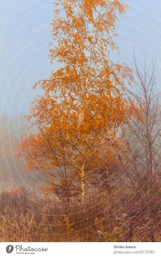 Birch in autumn fog Wallpaper Environment Nature Plant Autumn Fog Tree Leaf Birch tree Autumn leaves Field Bog Marsh Blue Brown Orange Mystic Haze Twilight