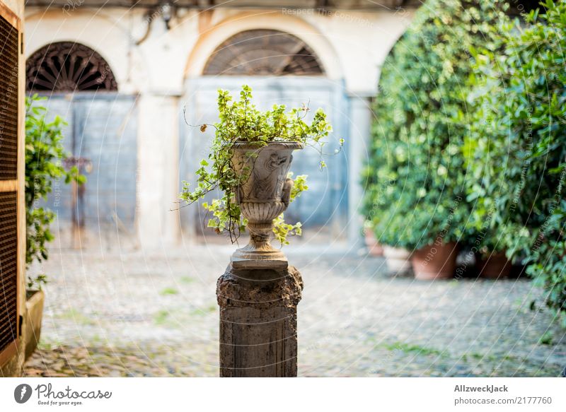 old vase with plant on a backyard Day Deserted Courtyard Backyard Vase Flowerpot stone pot Plant Foliage plant Decoration